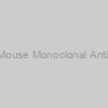 beta Actin Mouse Monoclonal Antibody (1C7)